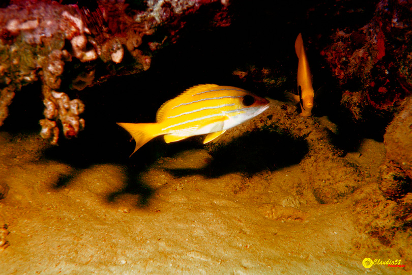 Oracolo della Sibilla Egitto mar rosso